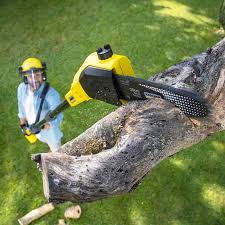 Professional  Tree Services in Pine Air, FL