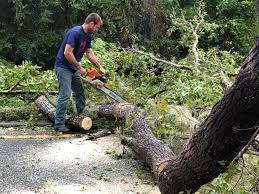 Best Palm Tree Trimming  in Pine Air, FL