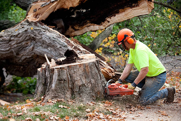 Best Storm Damage Tree Cleanup  in Pine Air, FL